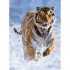 RAVENSBURGER PUZZLE 500 TEM. ΤΙΓΡΗΣ RAVENSBURGER PUZZLE 500 TEM. ΤΙΓΡΗΣ
