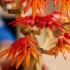 LEGO BOTANICALS ΜΠΟΝΣΑΙ ΚΟΚΚΙΝΟΣ ΙΑΠΩΝΙΚΟΣ ΣΦΕΝΔΑΜΟΣ (10348) LEGO BOTANICALS ΜΠΟΝΣΑΙ ΚΟΚΚΙΝΟΣ ΙΑΠΩΝΙΚΟΣ ΣΦΕΝΔΑΜΟΣ (10348)