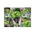 RAVENSBURGER ΠΑΖΛ - 100 XXL ΤΕΜ. MARVEL HULK (12004119) RAVENSBURGER ΠΑΖΛ - 100 XXL ΤΕΜ. MARVEL HULK (12004119)