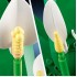 LEGO BOTANICALS PEACE LILY 11504 LEGO BOTANICALS PEACE LILY 11504