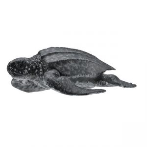 COLLECTA ΘΑΛΑΣΣΙΑ ΔΕΡΜΑΤΟΧΕΛΩΝΑ