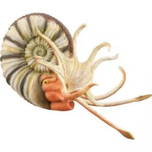 COLLECTA ΑΜΜΩΝΙΤΗΣ ΠΛΕΥΡΟΚΕΡΟΣ COLLECTA ΑΜΜΩΝΙΤΗΣ ΠΛΕΥΡΟΚΕΡΟΣ