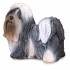 COLLECTA ΣΚΥΛΟΣ SHIU TZU COLLECTA ΣΚΥΛΟΣ SHIU TZU