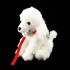RAPPA ΛΟΥΤΡΙΝΟ ΣΚΥΛΑΚΙ POODLE 28 ΕΚ ECO-FRIENDLY RAPPA ΛΟΥΤΡΙΝΟ ΣΚΥΛΑΚΙ POODLE 28 ΕΚ ECO-FRIENDLY